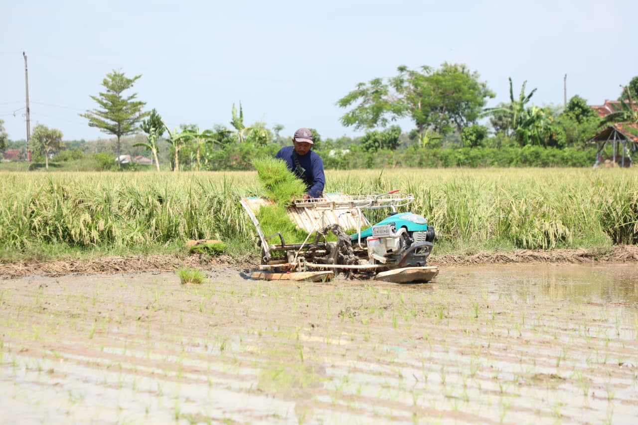 Petani Desa Mojorembun, Kecamatan Kaliori, optimistis masih bisa “tandur” padi di tengah prediksi kemarau panjang,