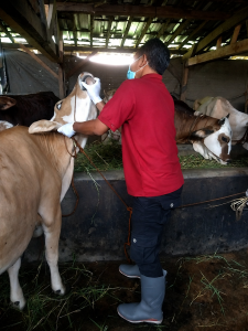 Cegah Masuknya Ternak Tidak Sehat, Pekalongan Perketat Pengawasan Hewan Kurban